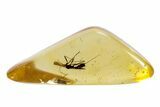 Polished Colombian Copal ( g) with Assassin Bug (Reduviidae) #264367-1